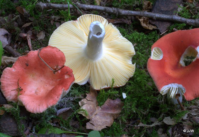 Russula rutila